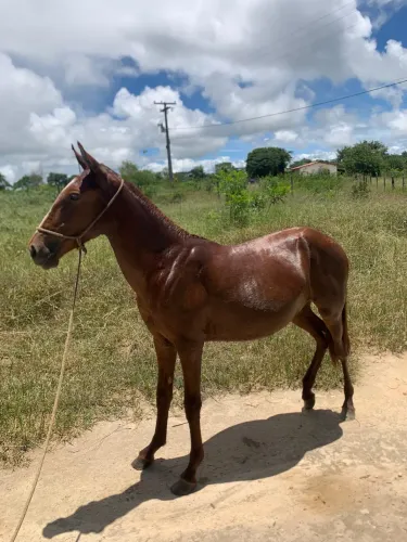 Égua campolina 
