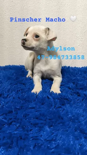 PINSCHER MACHO ?