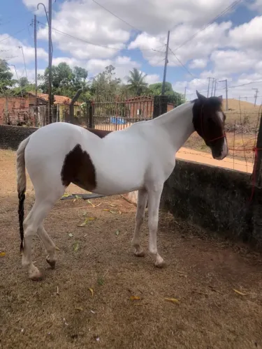 Cavalo