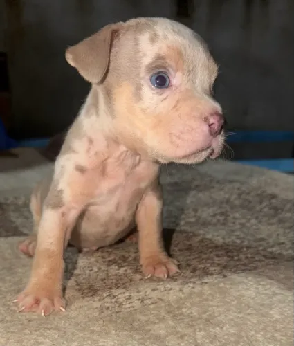 American bully pocket