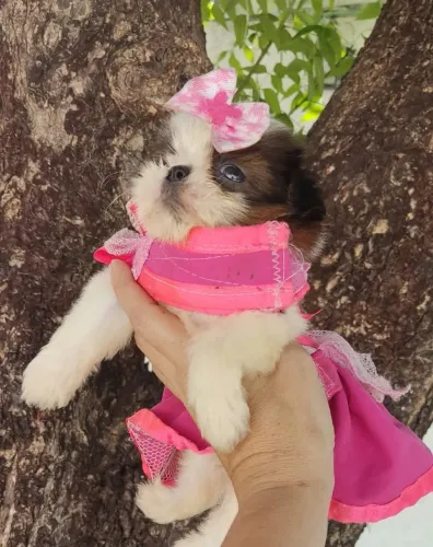 Vendo Shitzu fêmea micro ?