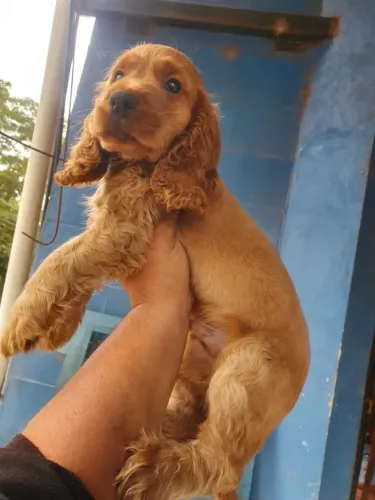Cocker Spaniel Fêmea /Filhote Estrutura Perfeita Disponível