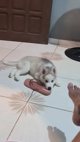 Husky siberiano 2 meses fêmea 