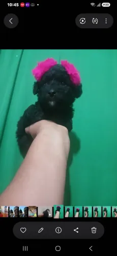 Poodle toy femea pretinha