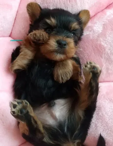Filhote Yorkshire Terrier, A felicidade em quatro patas está aqui!