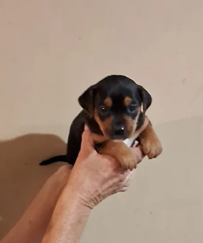 Pinscher Miniatura Zero Com Basset Miniatura  Salsicha  Fêmea Pequenininha 