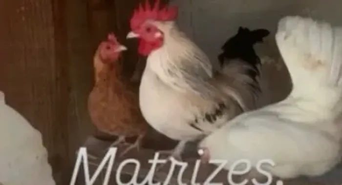 Pintinhos de mini garnisé muito pequeno
