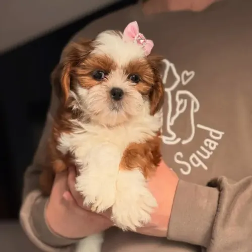 Shih Tzu: charme e carinho que conquistam qualquer coração.