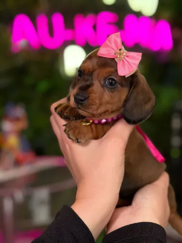 Linguicinha ( Dachshund ) um Encanto 