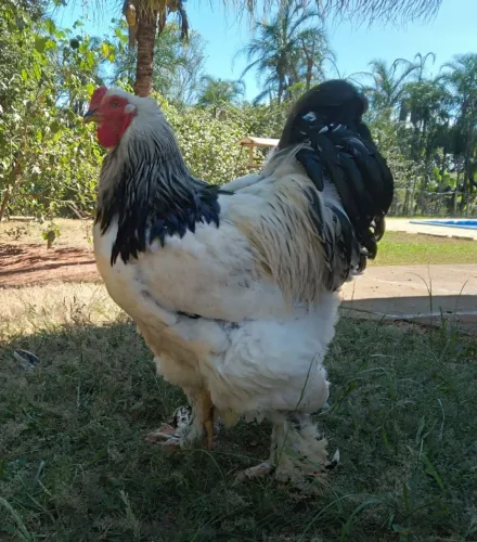 Vendo esse galo da Brahma Light 