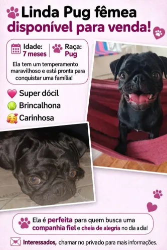 Pug fêmea