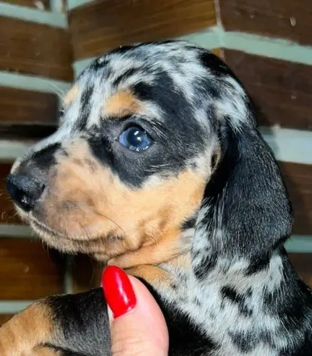 Dascshund arlequim femea olhos azuis