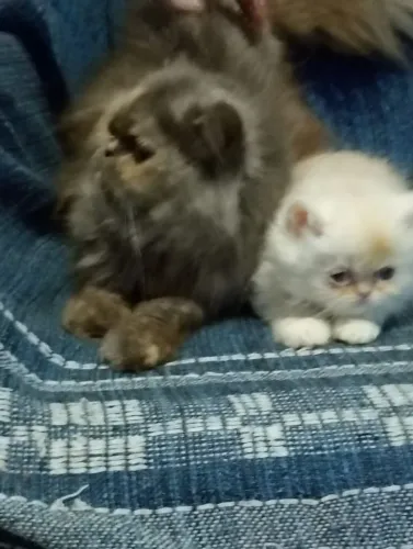 Gato persa macho com 60 dias rasa pura pais puro