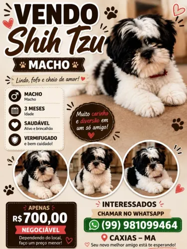 Shih tzu, 700 reais