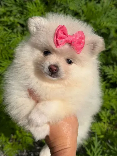 Spitz Alemão fêmea - Doçura que encanta seus dias!