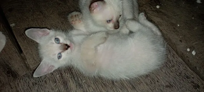 Gatinha