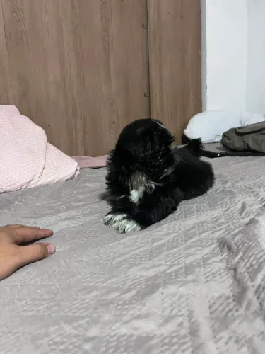 Shih tzu