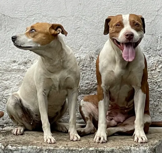 Doação cães 