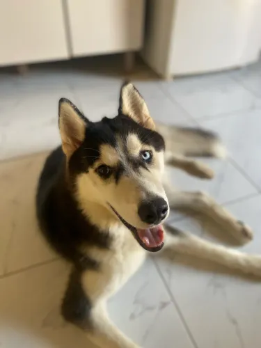 Cachorro  husky siberiano