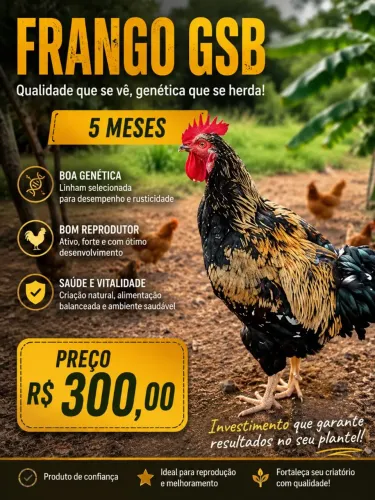 Galo gsb
