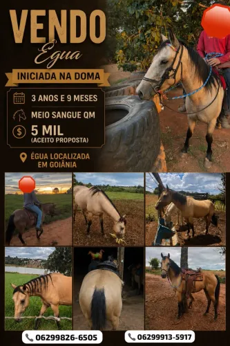 Égua Quarto De Milha