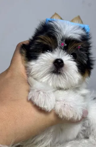 Yorkshire biewer femea pititinha top