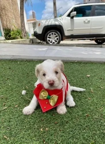 Cachorro poodle com maltês fêmea