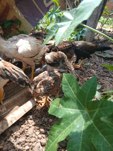 15 franguinhas fêmeas mura !