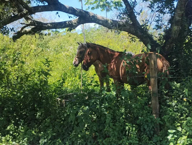 Cavalos puros de origem a venda