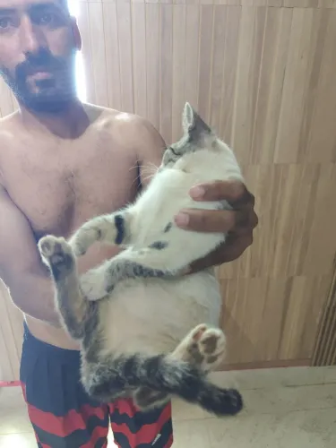 Gatos para adoção