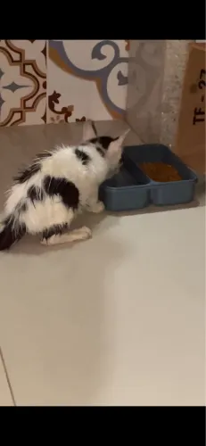 Gatinha filhote para adoção