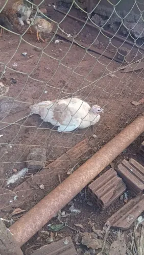 Casal de Peru Branco