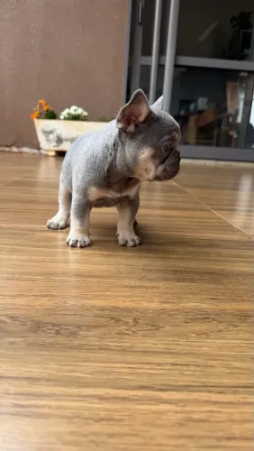 Bulldog francês Casal