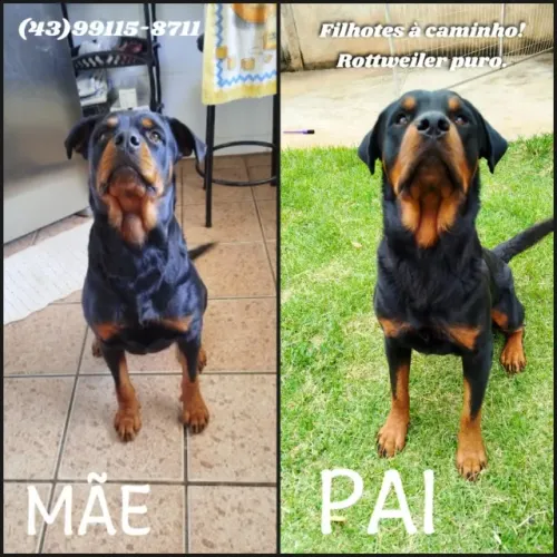 Rottweiler puro, filhotes! Ninhada a caminho!!