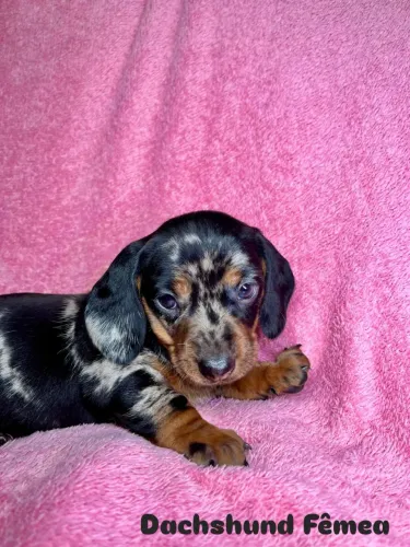 Filhotes de Basset Dachshund miniatura 