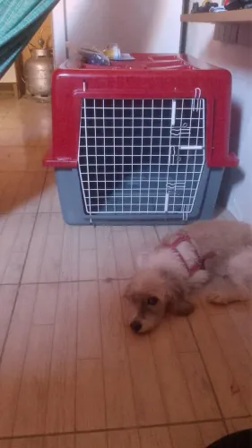 Caixa de transporte de cachorro de porte grande