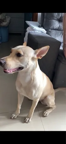Estou doando uma cachorra chamada sol muito dócil procurando um lar 