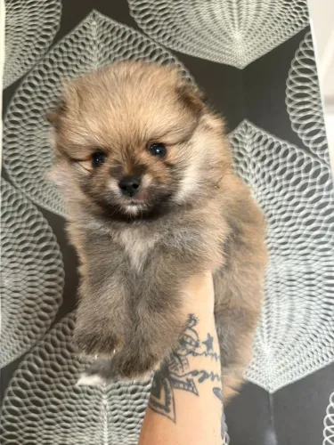 Lulu da pomeranea laranja com 50 dias 