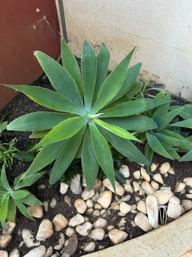 Planta AGAVE ATTENUATA 