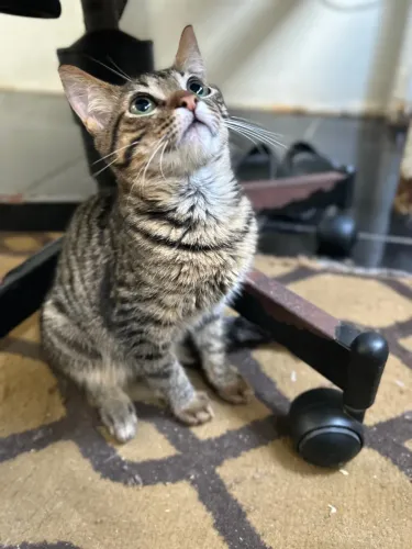 Gatinho filhote doação