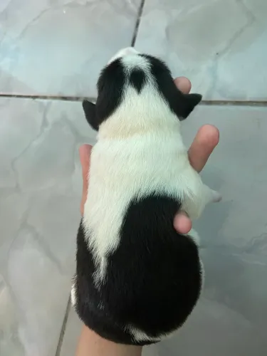 doação filhote de cachorro 