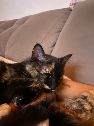 Adoção responsável gatinhos Porto Alegre