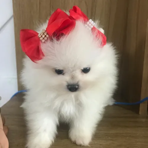 Spitz alemão filhote fêmea