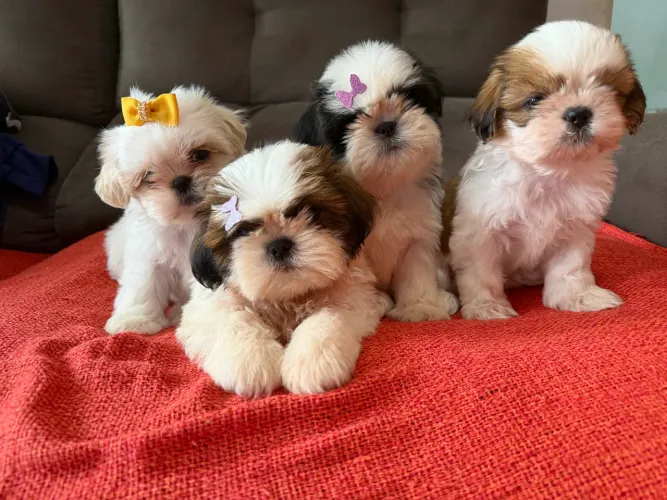 Filhotes de Shih tzu legítimos pronta entrega!!