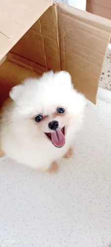 Spitz Alemão Filhote - Pronto para Encontrar uma Família ? $1.000