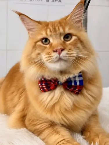 Cruza Maine coon, macho linhagem europeia procura namorada. 
