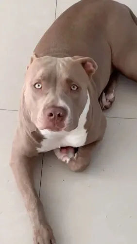 Pit Bull ótimos pra guarda parcelo até 18x puros ..