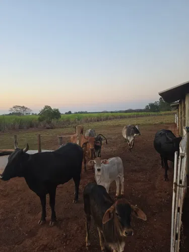 Vendo lote de gado 