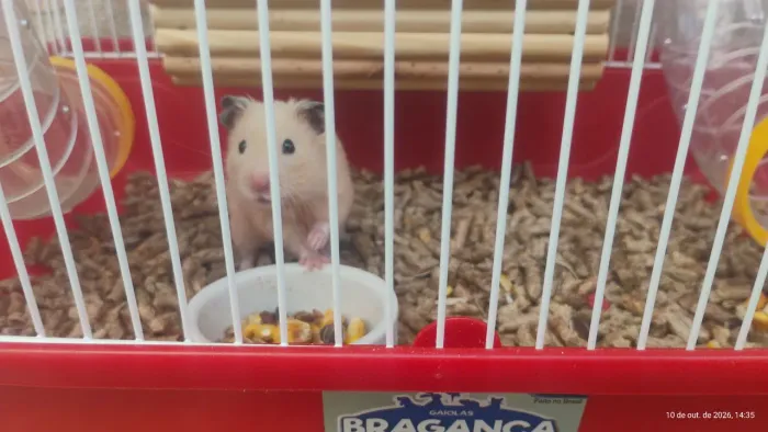 Hamster Sirio