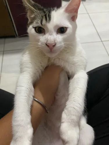 Gatinhos filhotes
